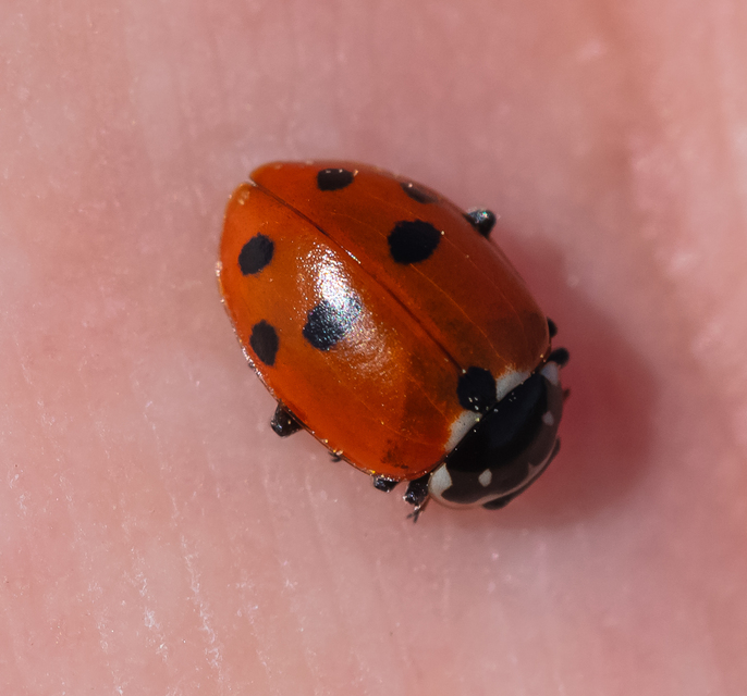 Hippodamia variegata - tizenhárompettyes katica