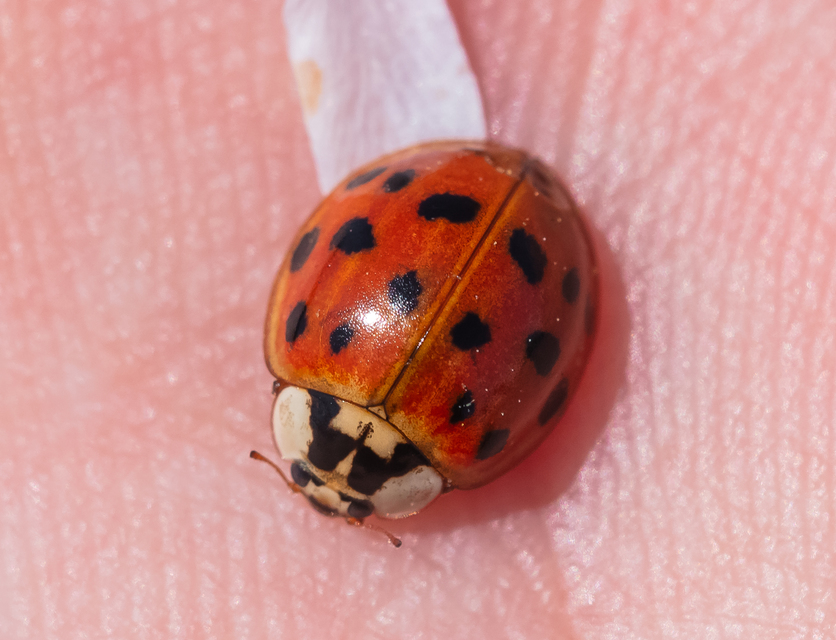 Harmonia axyridis - harlekinkatica