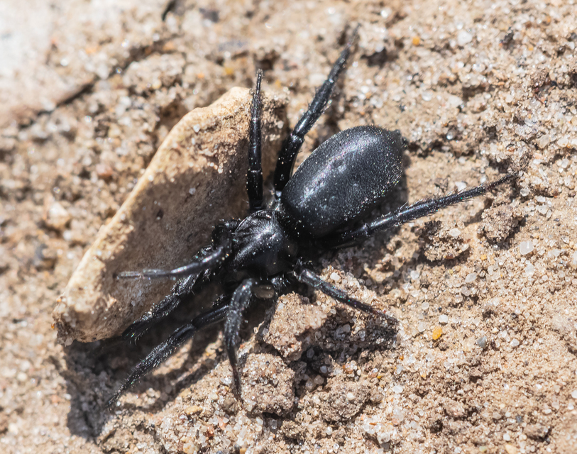 Gnaphosidae - kövipókok