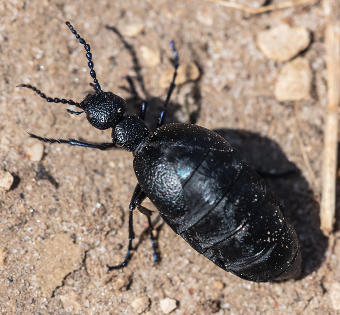 Meloe proscarabaeus - közönséges nünüke