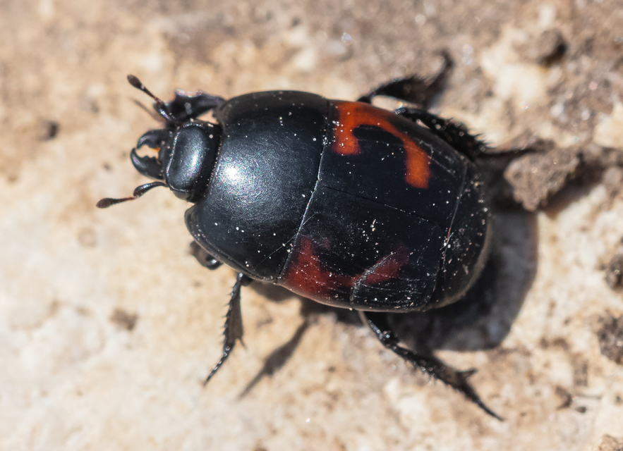 Hister quadrimaculatus - közönséges sutabogár