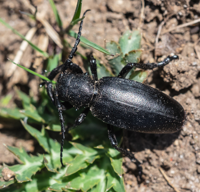 Dorcadion aethiops - fekete gyalogcincér