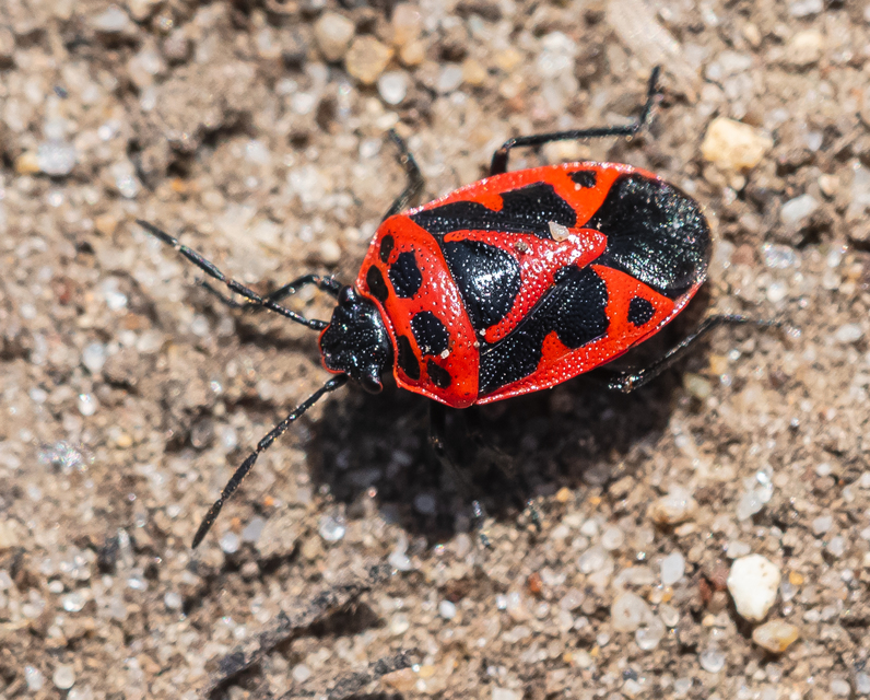Eurydema dominulus Eurydema dominulus
