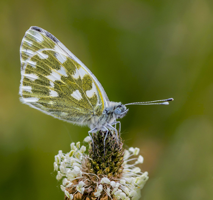 Pontia edusa - rezedalepke
