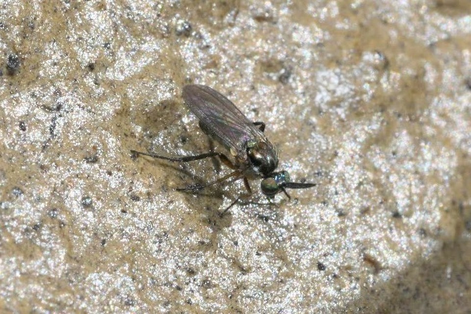 Rhaphium