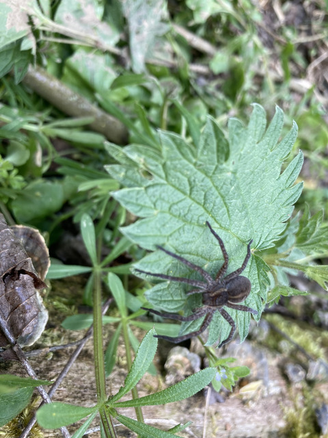 Dolomedes plantarius/fimbriatus