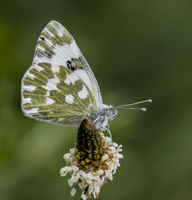 Pontia edusa - rezedalepke