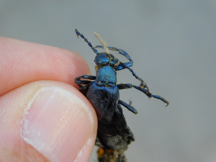 Meloe violaceus - kék nünüke