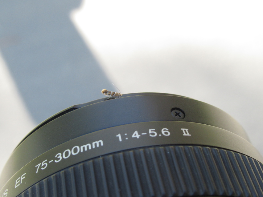 Cameraria ohridella - vadgesztenye-sátorosmoly