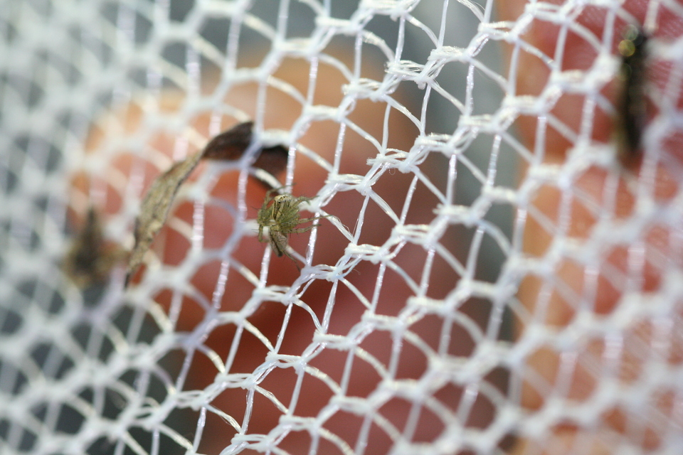 Oxyopes
