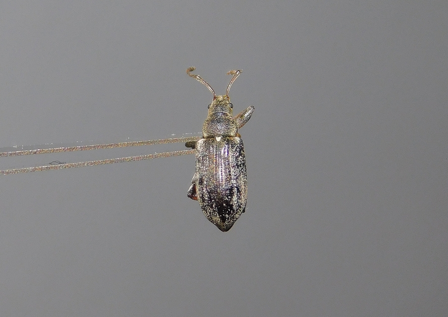 Phyllobius pyri - gyümölcsfa-levélormányos