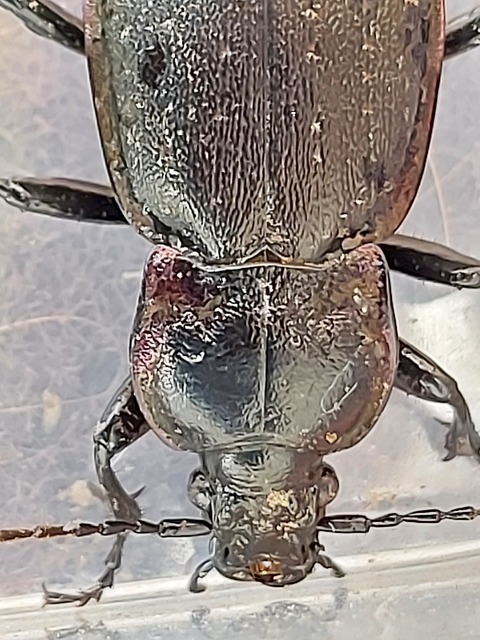 Carabus nemoralis - ligeti futrinka