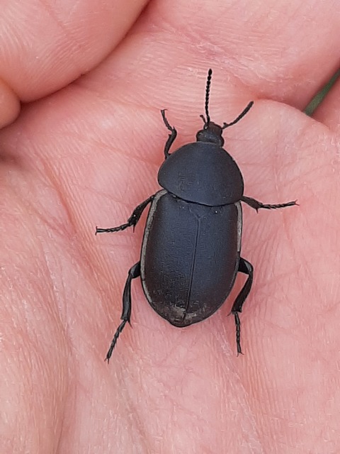 Ablattaria laevigata - sima csigarabló