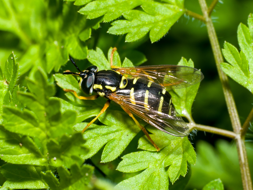 Chrysotoxum
