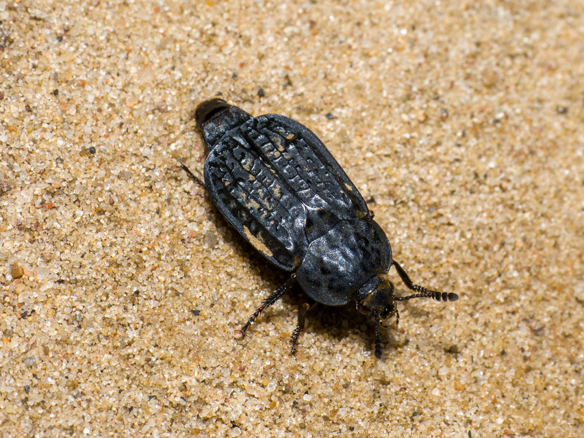 Thanatophilus rugosus - ripacsos dögbogár
