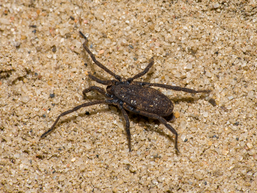 Trogulus