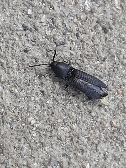 Megapenthes lugens - hegyesszárnyú pattanó