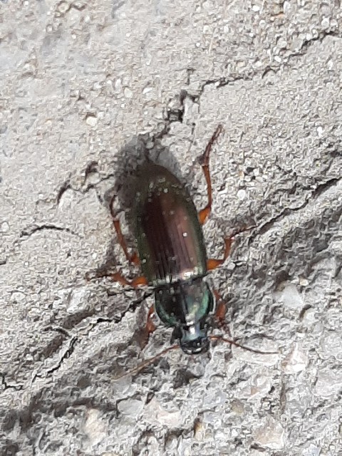 Harpalus affinis - szőrösszárnyú lomhafutó