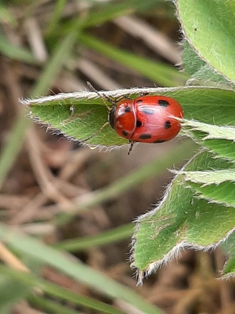 Gonioctena fornicata - közönséges lucernabogár