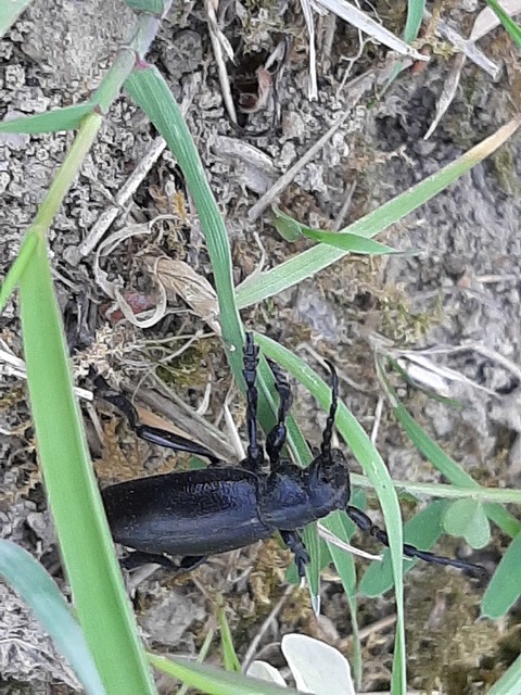 Dorcadion aethiops - fekete gyalogcincér