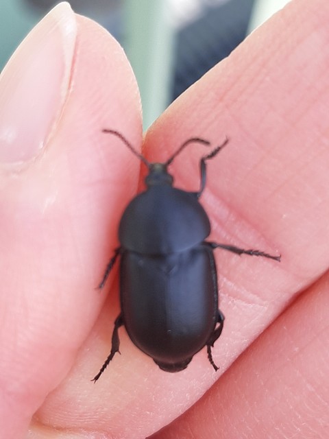 Ablattaria laevigata - sima csigarabló