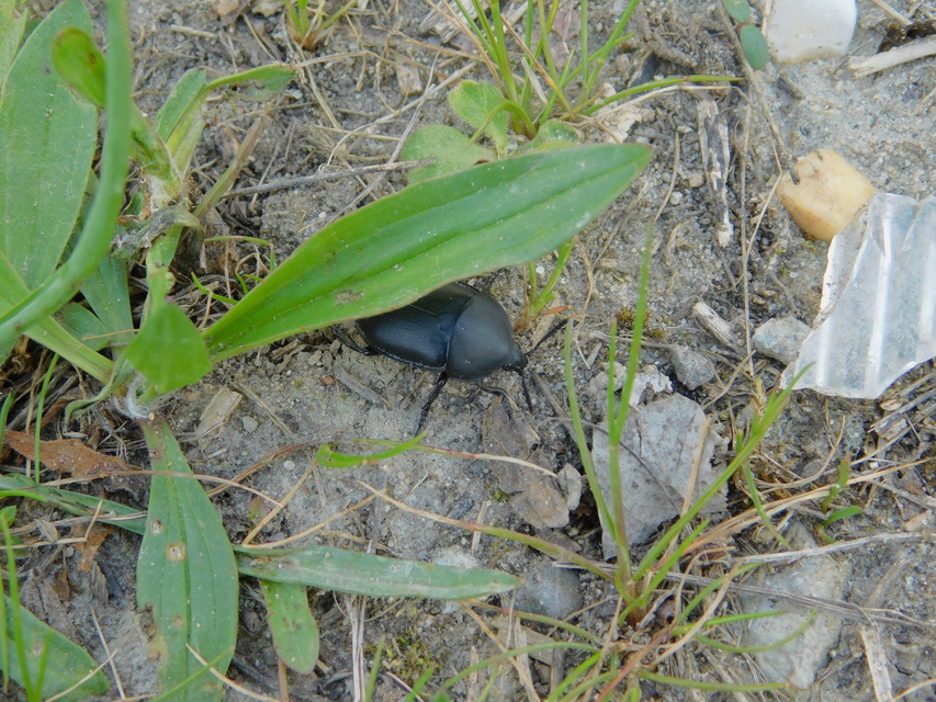 Ablattaria laevigata - sima csigarabló