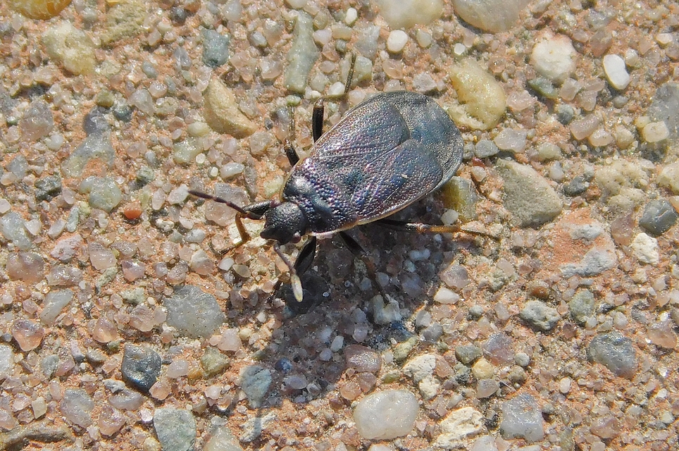 Pyrrhocoris marginatus - szegélyes bodobács