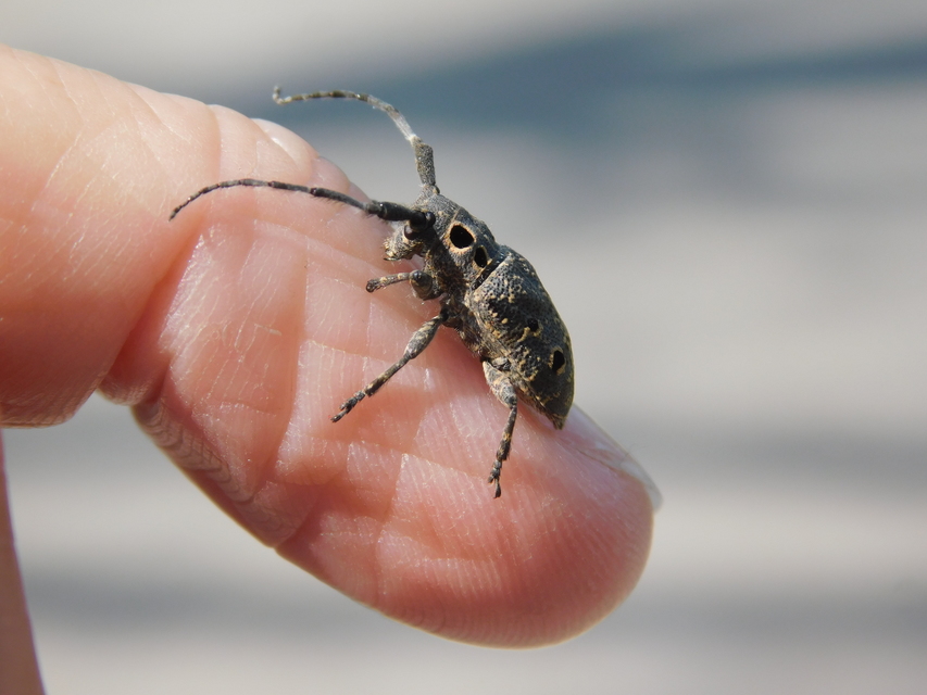 Mesosa curculionoides - szemfoltos cincér