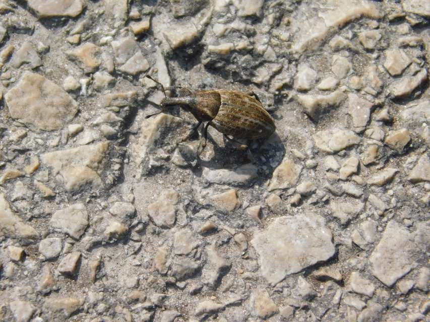 Lepyrus capucinus - pettyes fűzormányos