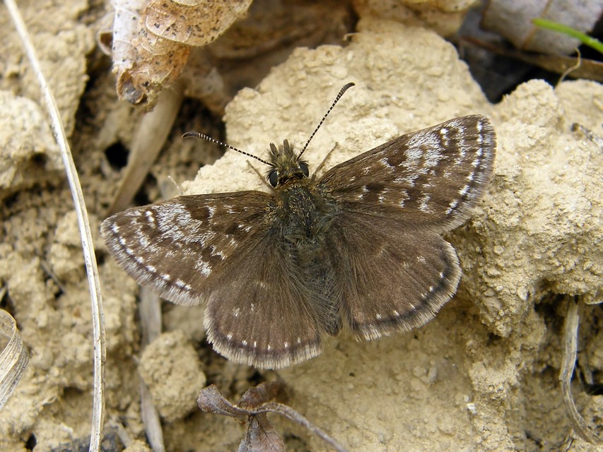 Erynnis tages - cigánylepke