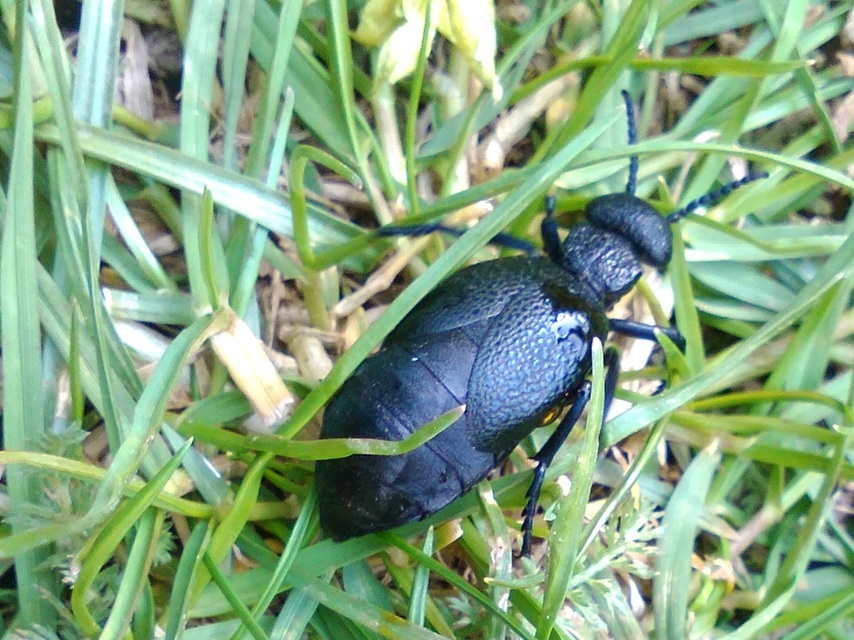 Meloe cicatricosus - óriásnünüke