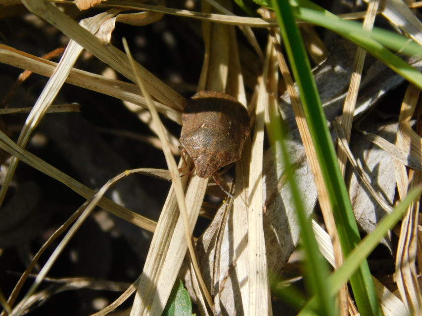 Eurygaster