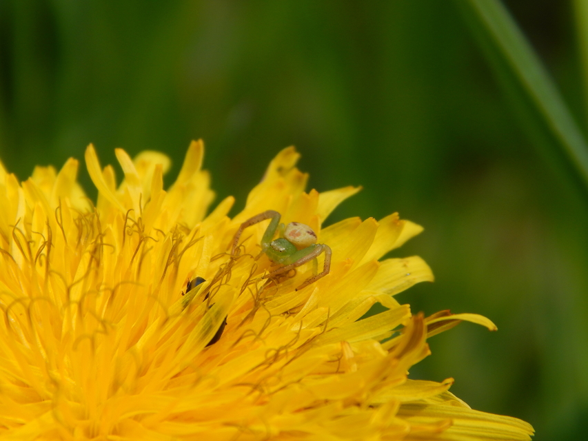 Ebrechtella tricuspidata - alakoskodó karolópók