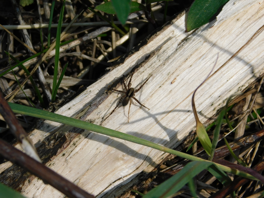 Pardosa alacris/lugubris