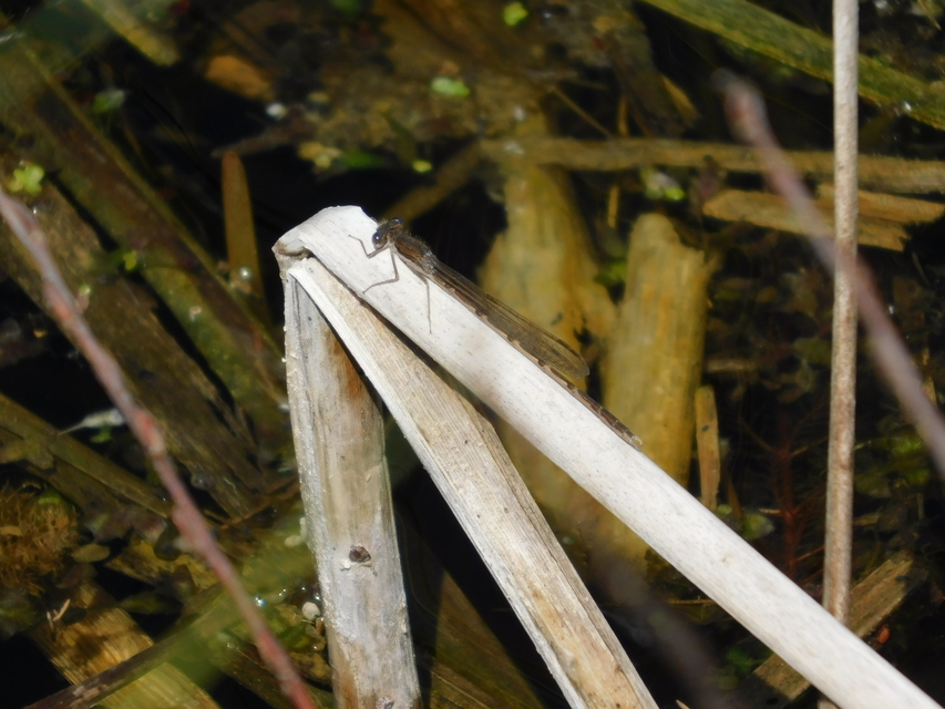 Sympecma fusca - téli rablószitakötő