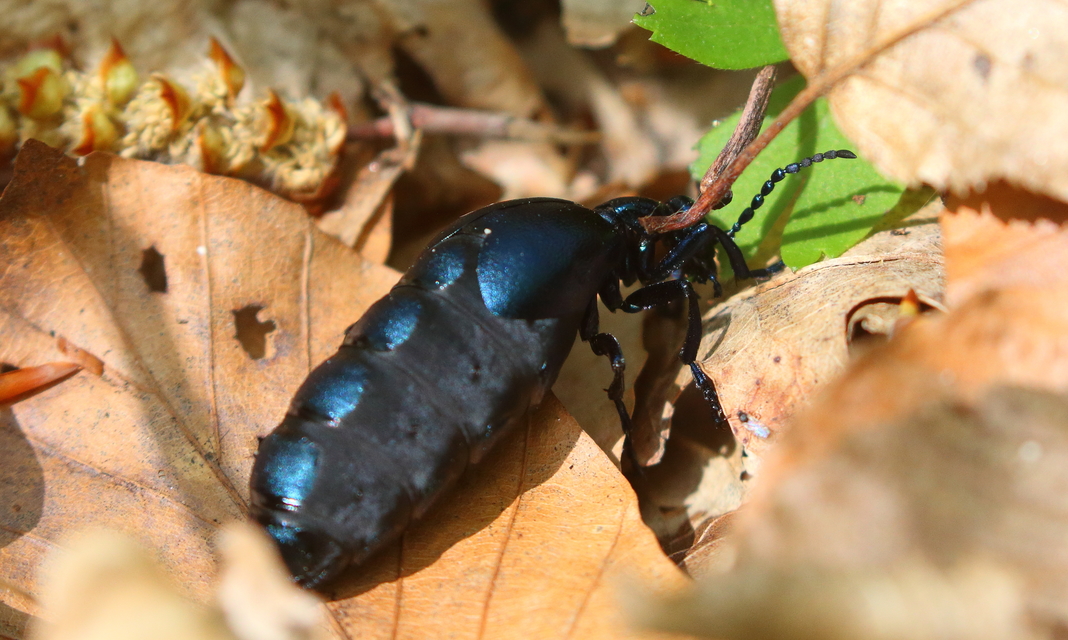 Meloe violaceus - kék nünüke