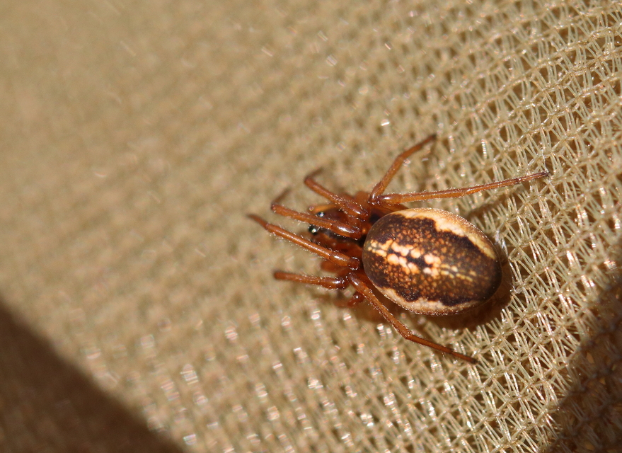 Pachygnatha clercki