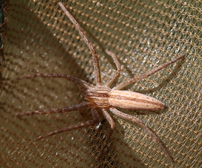 Tibellus