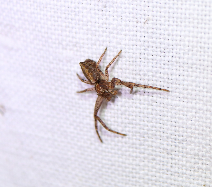 Tmarus piger/stellio