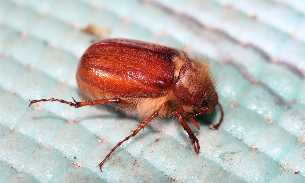 Holochelus vernus - tavaszi cserebogár