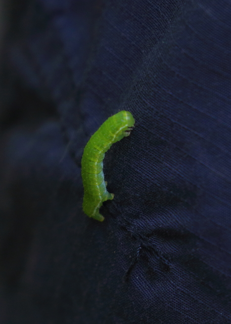 Epirrita