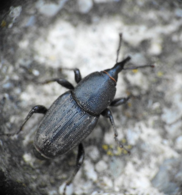 Sphenophorus striatopunctatus - mezei zsuzsok