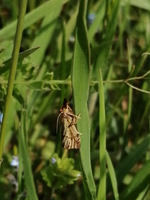 Thisanotia chrysonuchella - tavaszi fűgyökérmoly