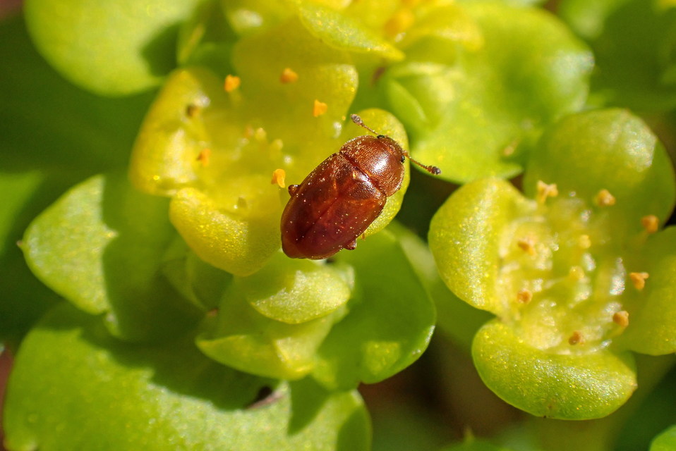 Epuraea Epuraea