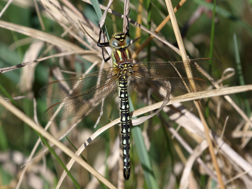 Brachytron pratense - szőrös karcsúacsa