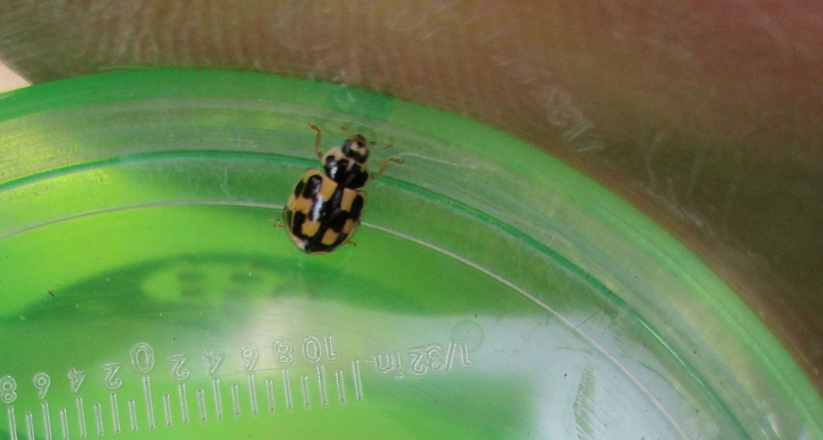 Propylea quatuordecimpunctata - tizennégypettyes füsskata