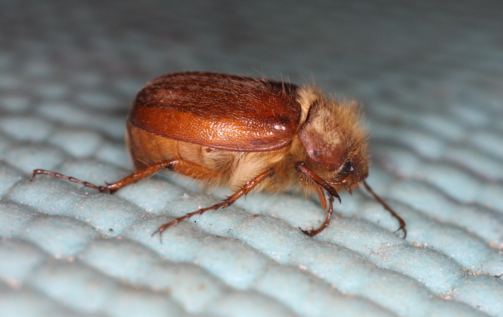 Holochelus vernus - tavaszi cserebogár
