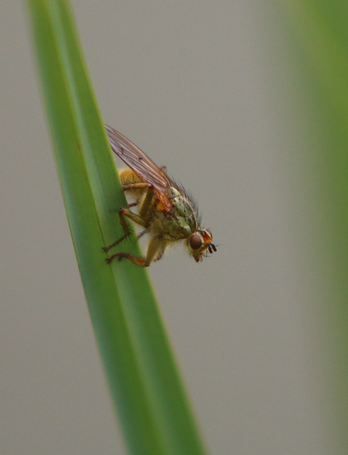 Scathophaga stercoraria - közönséges trágyalégy