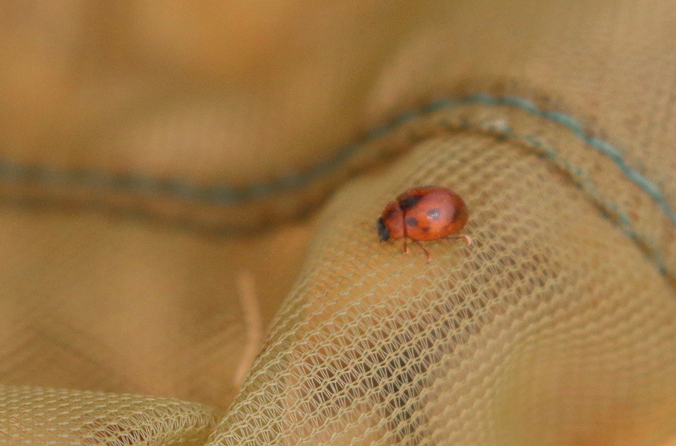 Cynegetis impunctata - pázsitfűböde