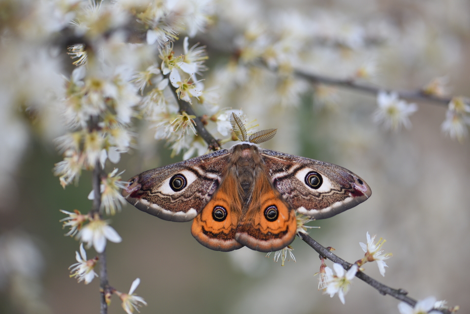 Saturnia pavoniella/pavonia
